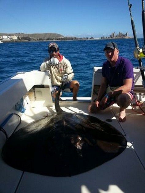 Engelse sportvisser vangt gigantische Ronde Pijlstaartrog. Cavalier & Blue Marlin Sport Fishing Gran Canaria