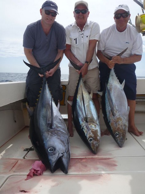 500 lb Blåfenad tonfisk släppt! Cavalier & Blue Marlin Sport Fishing Gran Canaria
