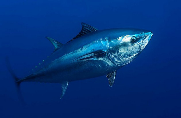 58.000 kilo blauwvin tonijn in 34 uur tijd Cavalier & Blue Marlin Sport Fishing Gran Canaria