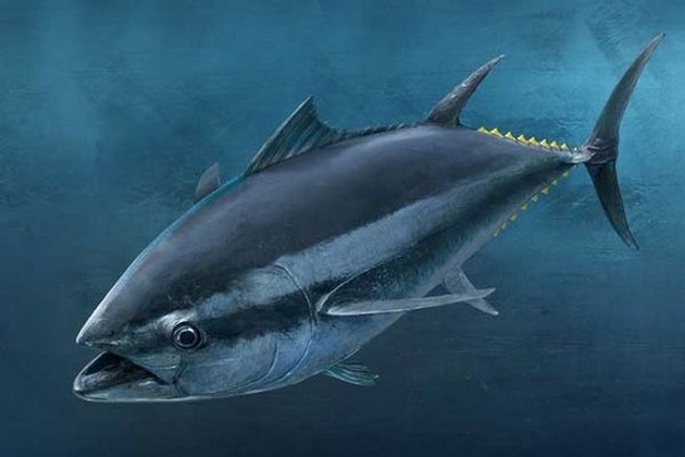  - Cavalier & Blue Marlin Sport Fishing Gran Canaria