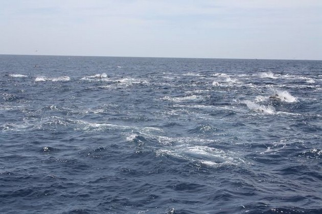 Fishon vangt 550 ponds Blauwvin Tonijn Cavalier & Blue Marlin Sport Fishing Gran Canaria