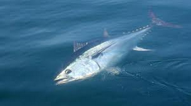 The Bluefin Tuna Cavalier & Blue Marlin Sport Fishing Gran Canaria