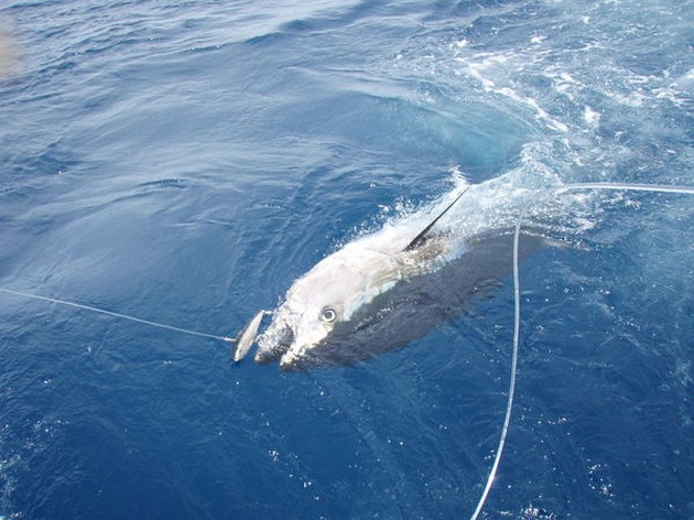 Bluefin Tuna 260kg - Bluefin Tuna - tagged & released - 260 kg Cavalier & Blue Marlin Sport Fishing Gran Canaria
