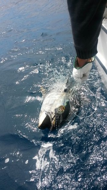 180 kg Blue fin tuna released on the boat Cavalier Cavalier & Blue Marlin Sport Fishing Gran Canaria