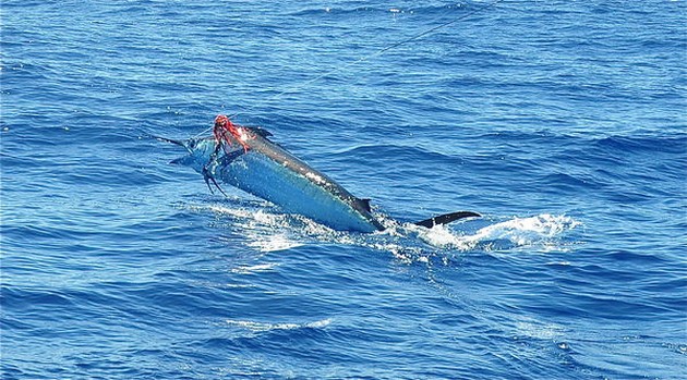 Blue Marlin 3 hooked in with the 1st marlin but lost the fish Cavalier & Blue Marlin Sport Fishing Gran Canaria