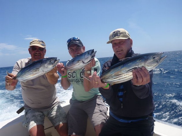 Skipjacks Tuna - Some Skipjacks caught by these Dutch anglers Cavalier & Blue Marlin Sport Fishing Gran Canaria