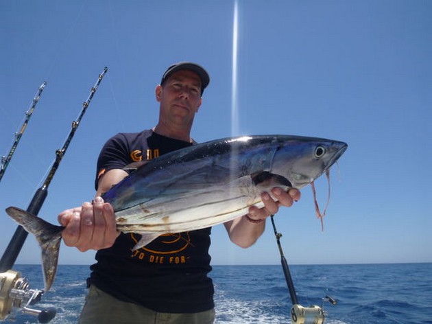 Måttliga fångster av Skipjack Tuna Cavalier & Blue Marlin Sport Fishing Gran Canaria