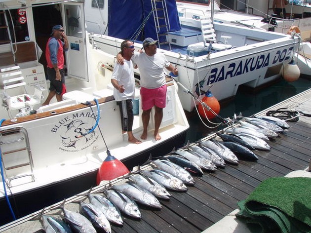 20 Albacores caught by the boat Blue Marlin 3 Cavalier & Blue Marlin Sport Fishing Gran Canaria