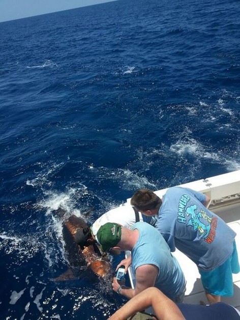 Blue Marlin - 240 kg Blue Marlin tagged and released on the Cavalier Cavalier & Blue Marlin Sport Fishing Gran Canaria