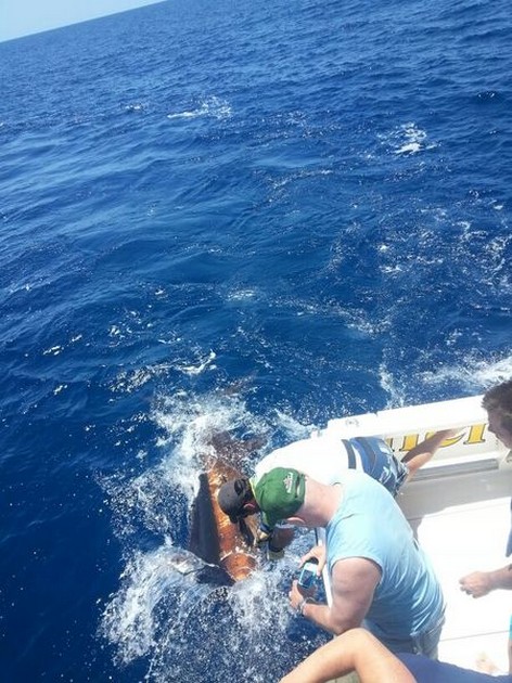 Congratulations - 1 minute before release ! Cavalier & Blue Marlin Sport Fishing Gran Canaria