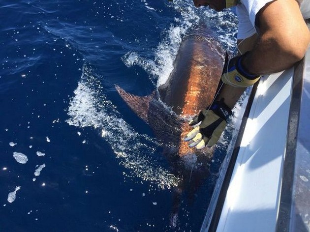 Great Catch - Well done ! Cavalier & Blue Marlin Sport Fishing Gran Canaria