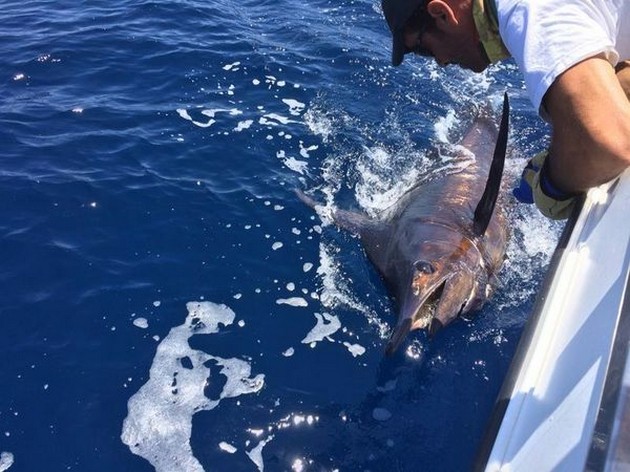 Release Me - Tagged and Released by the boat Cavalier Cavalier & Blue Marlin Sport Fishing Gran Canaria