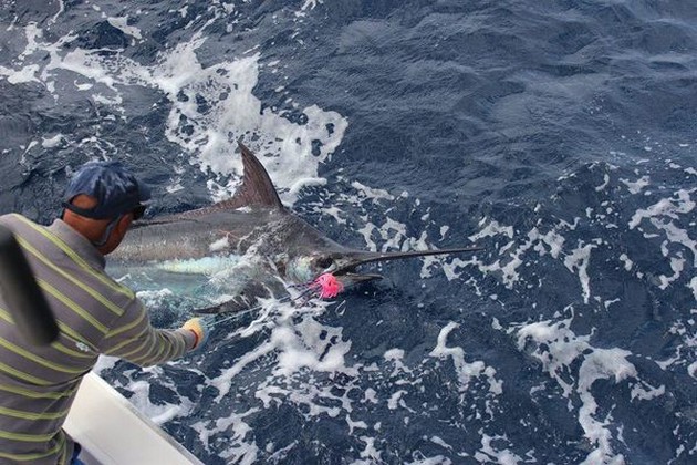 Här är fångsterna från den 22 maj Cavalier & Blue Marlin Sport Fishing Gran Canaria