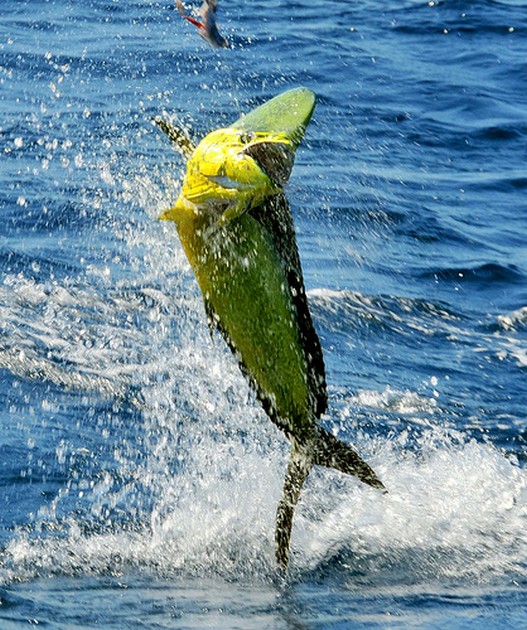 Blauwe Marlijn en verschillende Dorado's Cavalier & Blue Marlin Sport Fishing Gran Canaria