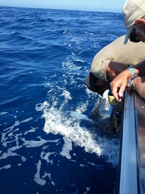Blue Marlin released by Paul Dompeling on the boat Cavalier Cavalier & Blue Marlin Sport Fishing Gran Canaria