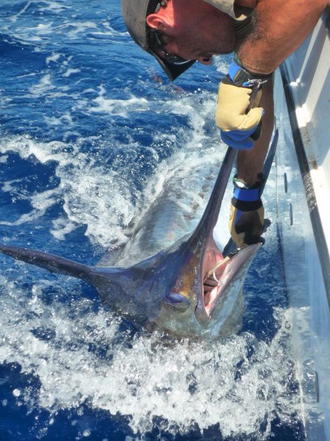 Well done - Please release me ...? Cavalier & Blue Marlin Sport Fishing Gran Canaria