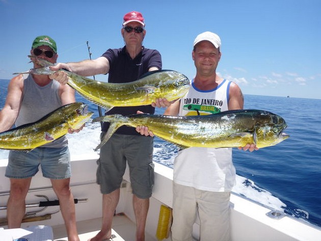 3 Dorado's on the boat Cavalier Cavalier & Blue Marlin Sport Fishing Gran Canaria