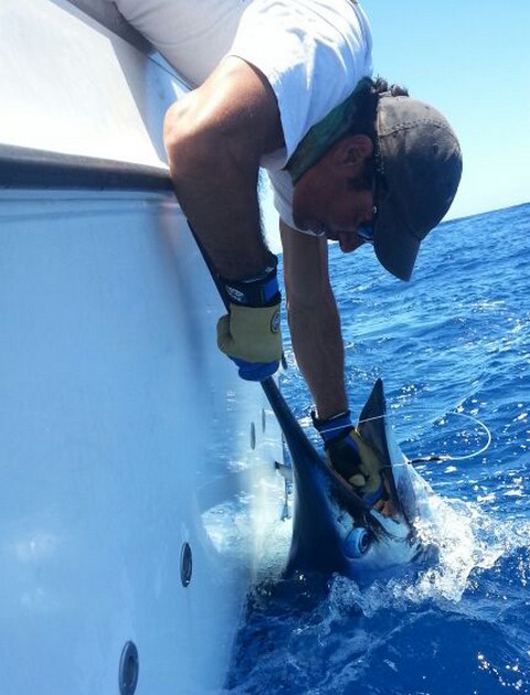 Release Me Cavalier & Blue Marlin Sport Fishing Gran Canaria
