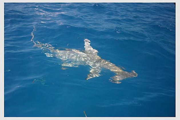  - Cavalier & Blue Marlin Sport Fishing Gran Canaria