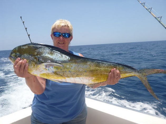 Dorado Cavalier & Blue Marlin Sport Fishing Gran Canaria