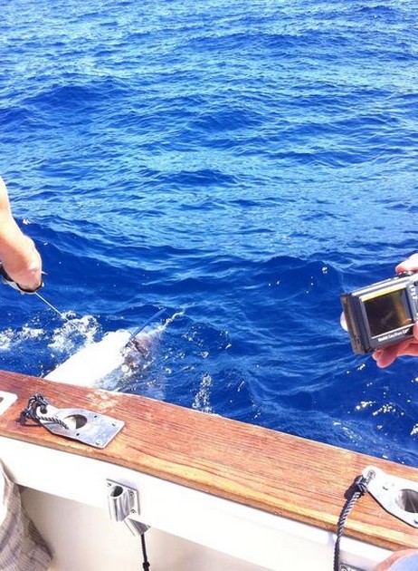 200 kg Blue Marlin Cavalier & Blue Marlin Sport Fishing Gran Canaria