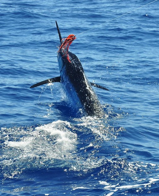 Malo Suerte! Cavalier & Blue Marlin Sport Fishing Gran Canaria