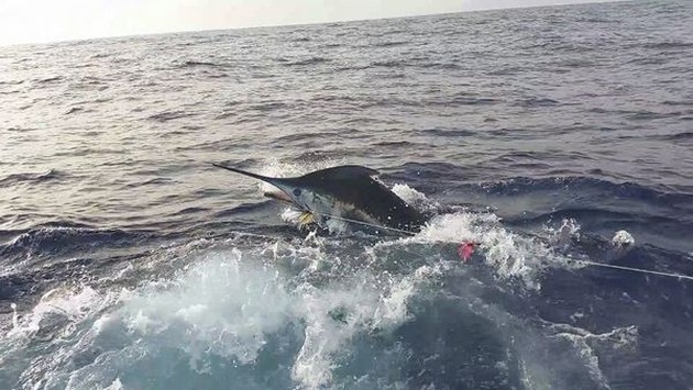 Blue Marlin behind the boat Cavalier Cavalier & Blue Marlin Sport Fishing Gran Canaria