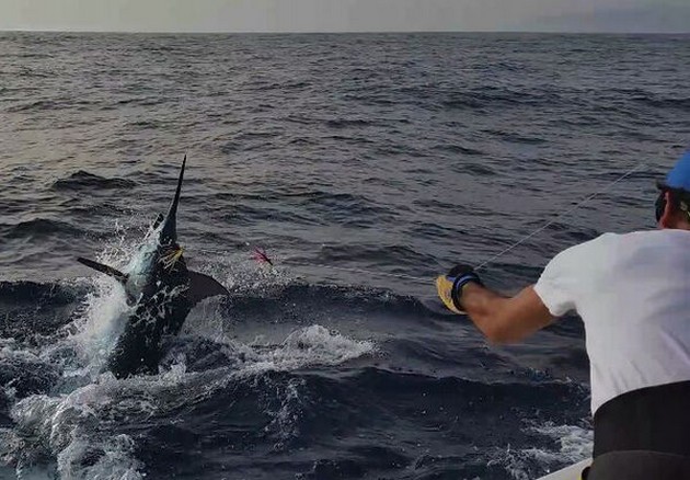 Blue Marlin caught by Lena from Sweden Cavalier & Blue Marlin Sport Fishing Gran Canaria