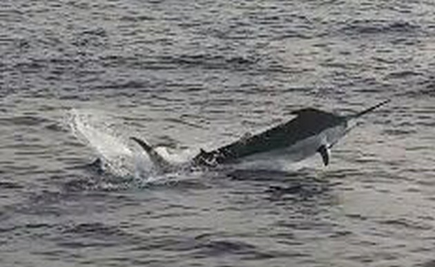 Blue Marlin behind the boat Cavalier Cavalier & Blue Marlin Sport Fishing Gran Canaria
