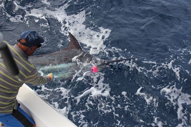 Blue Marlin - Tagged Blue Marlin Cavalier & Blue Marlin Sport Fishing Gran Canaria