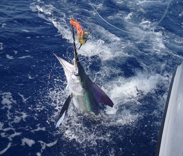 Speervis gemerkt en weer losgelaten Cavalier & Blue Marlin Sport Fishing Gran Canaria
