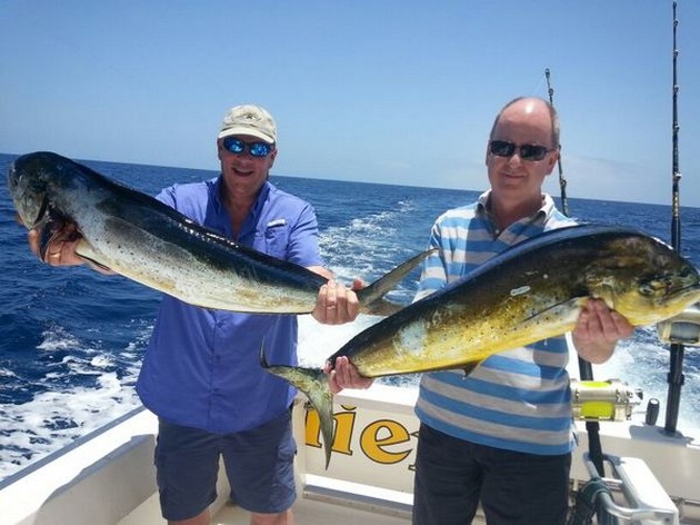 Enkele Dorado's en een Speervis released Cavalier & Blue Marlin Sport Fishing Gran Canaria