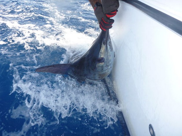 140 kg Blue Marlin - Blue Marlin caught and released  by Stephan Mostrom Cavalier & Blue Marlin Sport Fishing Gran Canaria