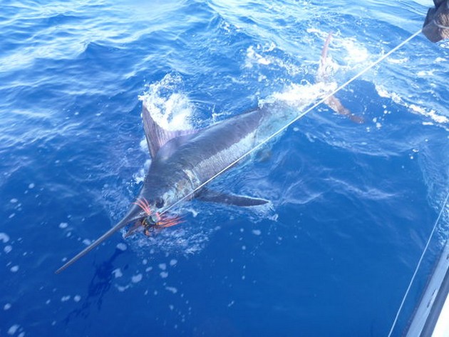 300 kg Blue Marlin släppt av båten Cavalier Cavalier & Blue Marlin Sport Fishing Gran Canaria