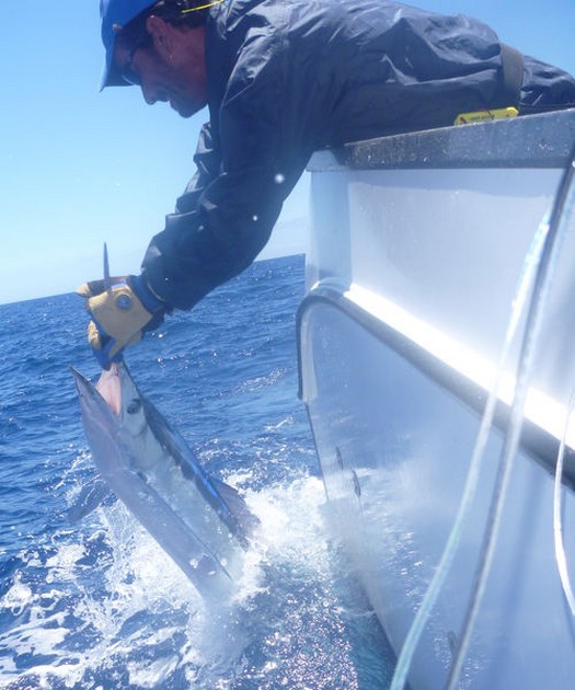 Spearfish Cavalier & Blue Marlin Sport Fishing Gran Canaria