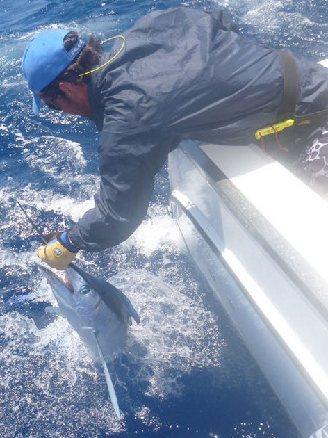 30 kg Spearfish caught & released by Niklas Kaltenbach Cavalier & Blue Marlin Sport Fishing Gran Canaria