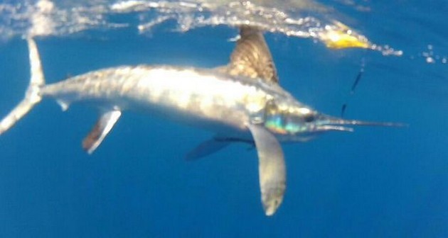 White Marlin released by Anita Miller from England Cavalier & Blue Marlin Sport Fishing Gran Canaria