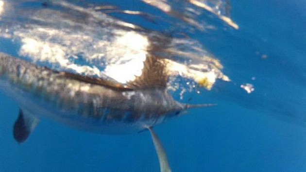 Witte Marlijn Tagged & Released Cavalier & Blue Marlin Sport Fishing Gran Canaria