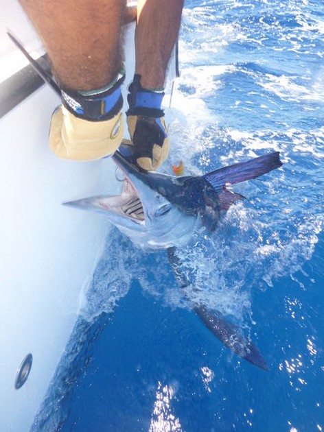 Christian Arbild släppte en 25 kg White Marlin Cavalier & Blue Marlin Sport Fishing Gran Canaria