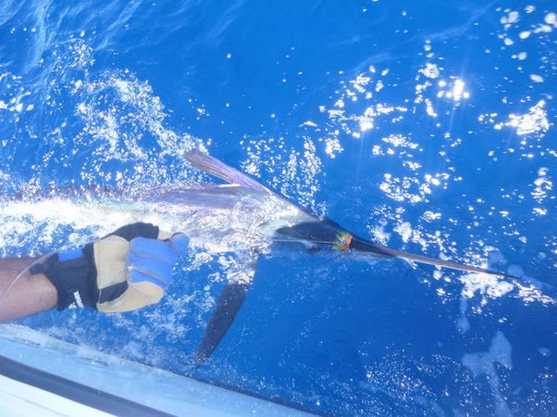 White Marlin Cavalier & Blue Marlin Sport Fishing Gran Canaria
