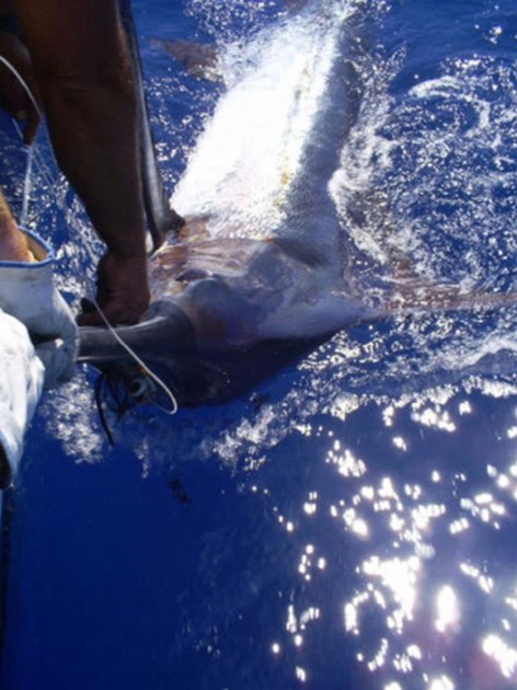 Mooie vangsten van Blauwe en Witte Marlijn Cavalier & Blue Marlin Sport Fishing Gran Canaria