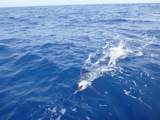 Cavalier tagged and released 2 White Marlins Cavalier & Blue Marlin Sport Fishing Gran Canaria