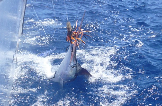 White Marlin released by the boat Cavalier Cavalier & Blue Marlin Sport Fishing Gran Canaria