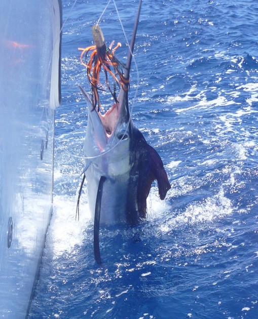 White Marlin - Beautifull White Marlin Cavalier & Blue Marlin Sport Fishing Gran Canaria