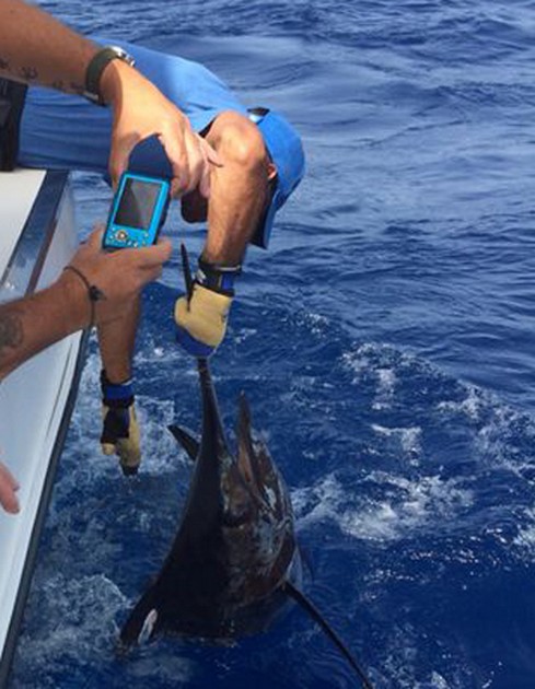 3 Witte Marlijnen tegelijkertijd !!! Cavalier & Blue Marlin Sport Fishing Gran Canaria