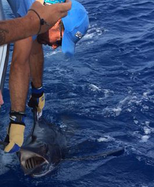 Blue Marlin Cavalier & Blue Marlin Sport Fishing Gran Canaria