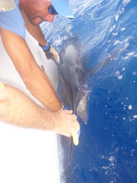 Tag & Release Cavalier & Blue Marlin Sport Fishing Gran Canaria