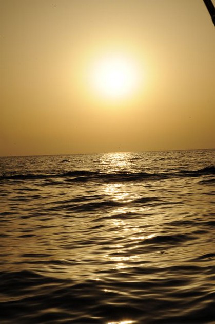 2 Skipjacks och en White Marlin upphöjd Cavalier & Blue Marlin Sport Fishing Gran Canaria