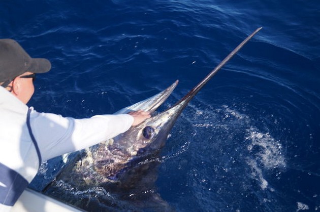 530 lbs Blue Marlin Rreleased by Rasmus Pindstrup Cavalier & Blue Marlin Sport Fishing Gran Canaria