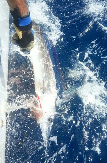 Short bill Spear fish - Short bill Spearfish on the boat Cavalier Cavalier & Blue Marlin Sport Fishing Gran Canaria